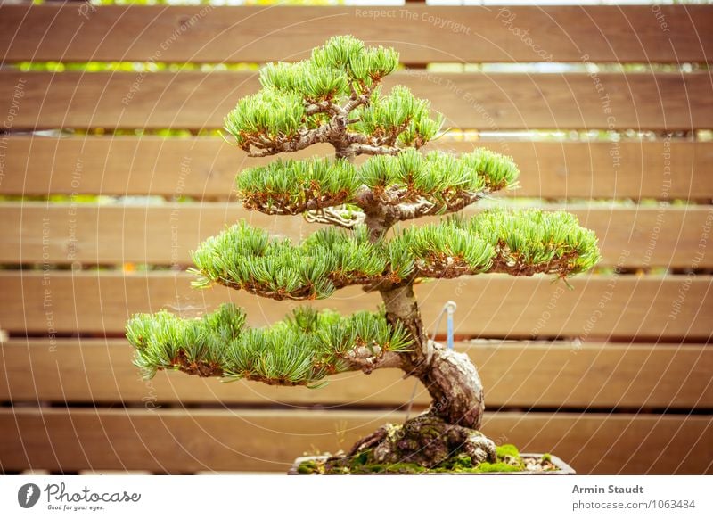 BONSAI! Design Exotic Craft (trade) Culture Nature Plant Tree Old Growth Esthetic Exceptional Natural Brown Green Moody Passion Patient Senior citizen Effort