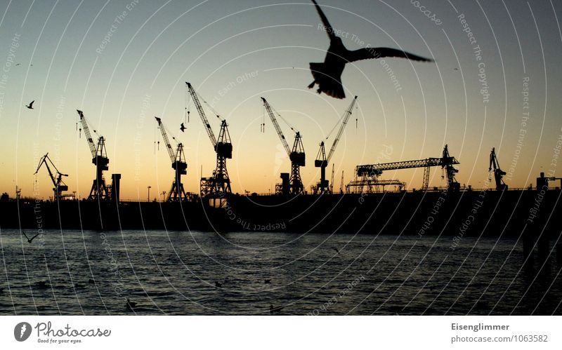 HH harbour fish market Sun Hamburg Germany Europe Navigation Harbour Lifting crane Seagull Bird Flying To feed Feeding Scream Maritime Idyll Ease Crane