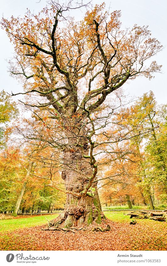 Old oak Nature Landscape Earth Cloudless sky Winter Tree Oak tree Park Forest To dry up Esthetic Threat Fantastic Large Historic Natural Gloomy Dry Brown Yellow