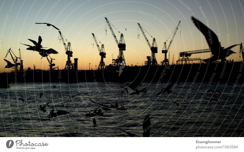 HH harbour fish market... Port of Hamburg Germany Europe Deserted Navigation Harbour Lifting crane Bird Seagull Black-headed gull  Group of animals Maritime