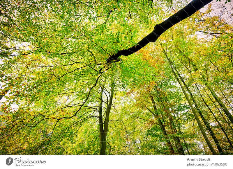 autumn picture Nature Landscape Autumn Beautiful weather Tree Beech tree Beech wood Branch Forest Growth Esthetic Exceptional Fantastic Far-off places Happiness