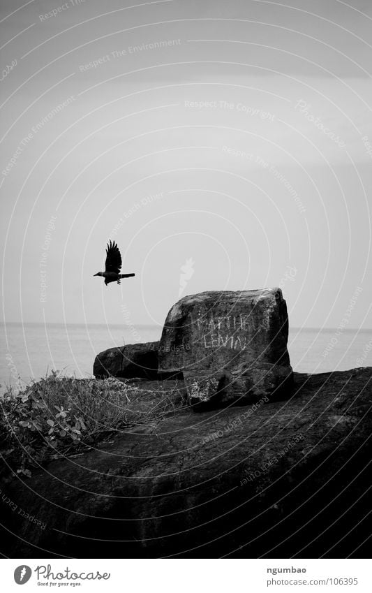 leaving Raven birds Crow Bird Animal Going Horizon Inscribe Dark Grief Ocean Dreary Horizontal Coast Distress Black & white photo Rock Stone Wing Flying