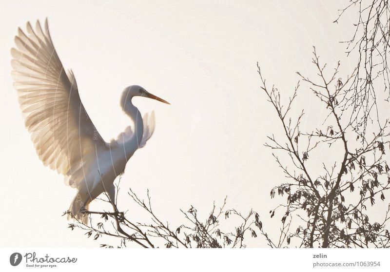 In the sun Nature Cloudless sky Spring Beautiful weather Treetop Twigs and branches Great egret Living thing Bird 1 Animal Flying Elegant Thin White Caution