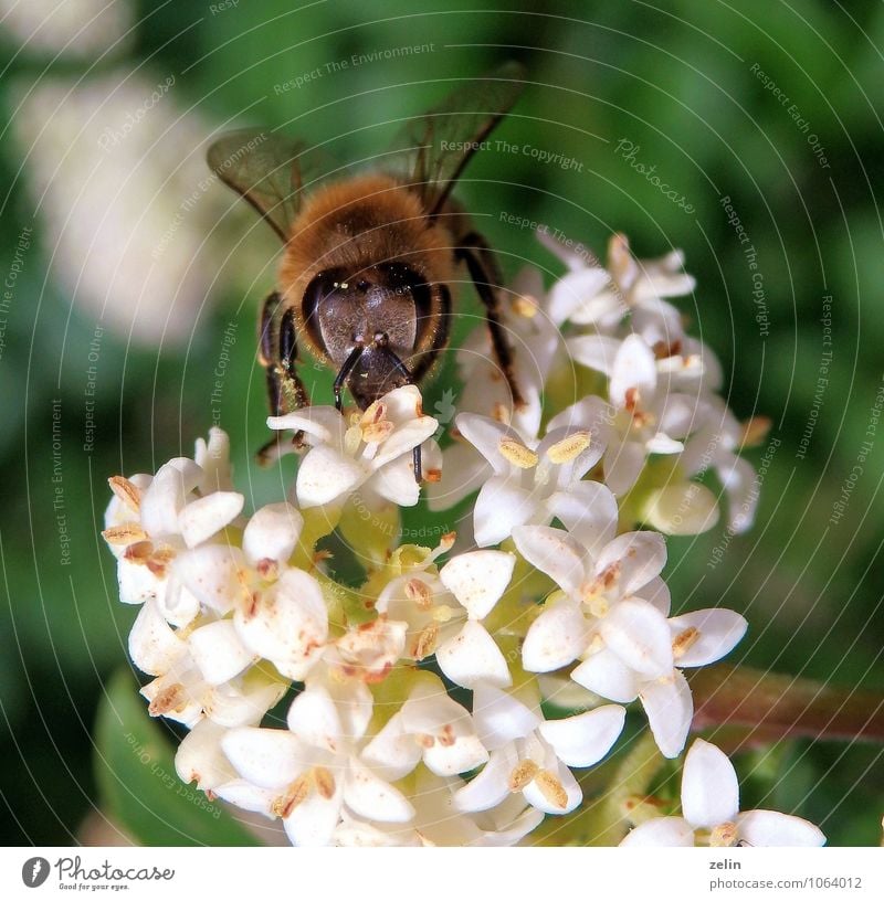 sweet life Animal Wild animal 1 Touch Fragrance To enjoy Sit Brown Yellow Gold Green Black White Speed Delicate Shell Pelt Transparent Life Senses Colour photo