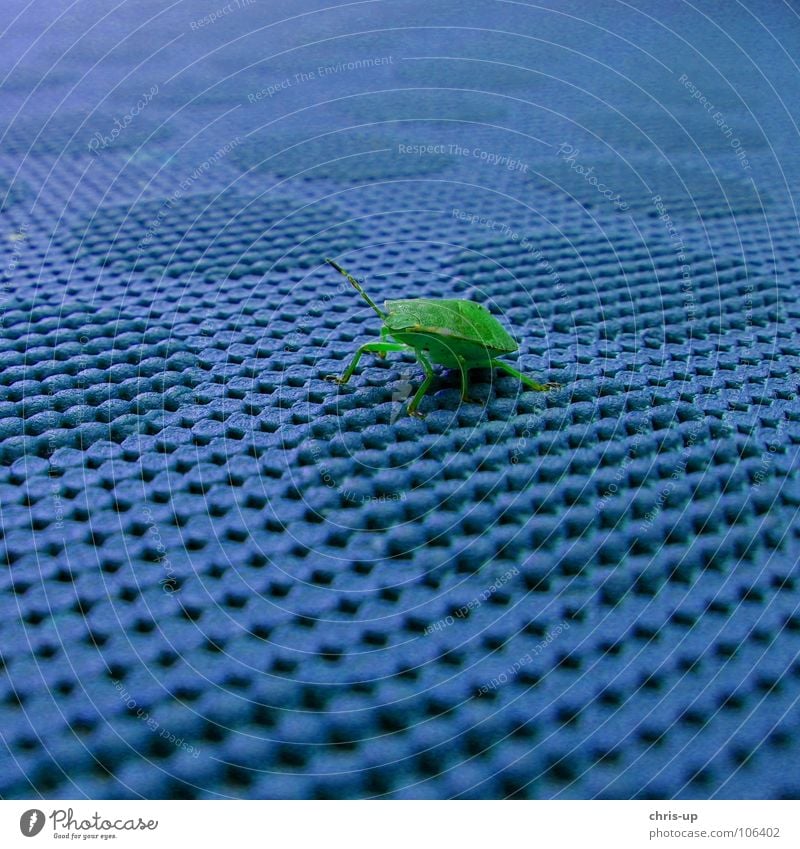 Beetles green and blue Green Bug Animal Table Insect Contrast Burl Pests Crawl Macro (Extreme close-up) Feeler Camouflage Small Disgust Multicoloured Colour