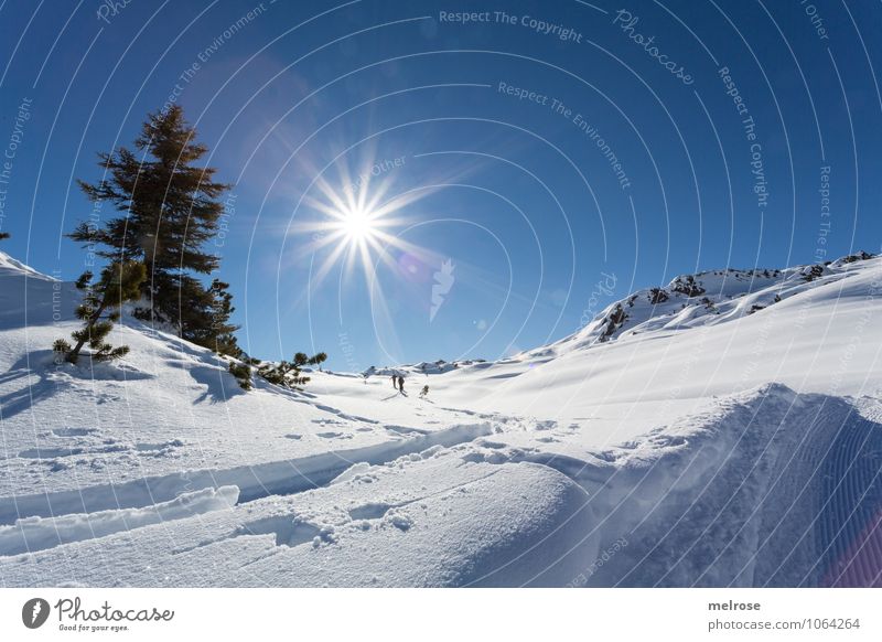 what a beautiful day Winter sports Nature Landscape Sky Cloudless sky Sun Sunlight Beautiful weather Snow Tree traipse Rock Alps Mountain sunhead mothersöchle