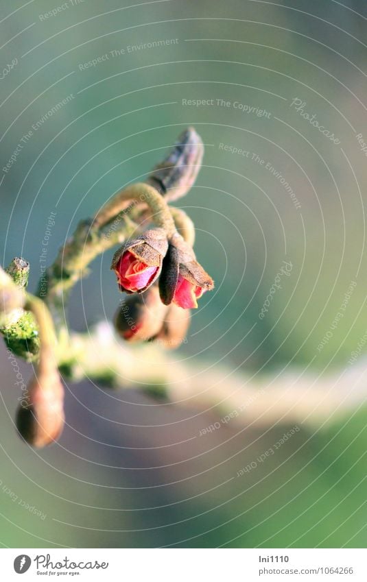 witch hazel (witch hazel) Plant Air Sun Sunlight Winter Bushes Blossom Agricultural crop Wild plant Hamamelis - witch hazel Garden Park Exceptional Exotic