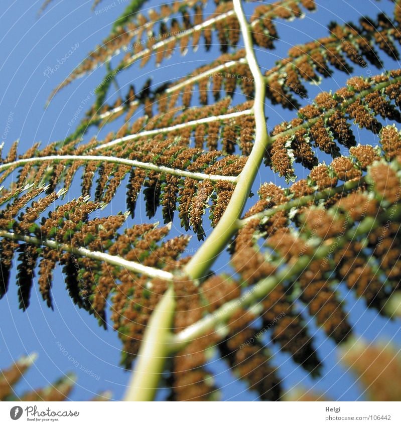 Fern... backwards Pteridopsida Green Brown Bright green Light brown Spore Branched Shade plant Medicinal plant Underside of a leaf Plant Undergrowth