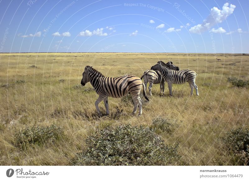 zebras Wild animal 3 Animal Looking Wait Hot Natural Peaceful Attentive Calm Attachment Zebra Quagga Stripe Africa Namibia Mammal Safari Horse National Park