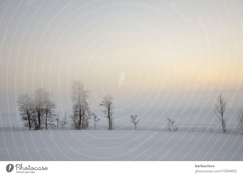 A winter day goes to rest Nature Landscape Sky Winter Climate Fog Snow Tree Bushes Brook Illuminate Bright Cold Moody Peace Emotions Pure Calm Change