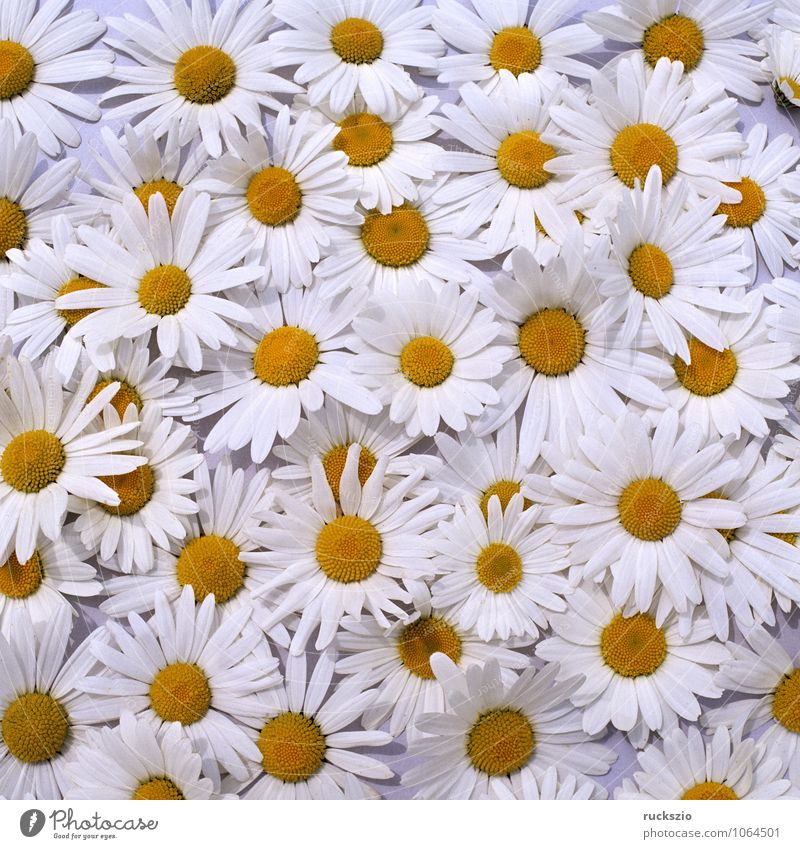 Margarites, meadow marguerites, Nature Plant Flower Meadow Free Black White Marguerite Meadow Margerite usurious meadow flower vulgar chrysanthemum leucanthemum