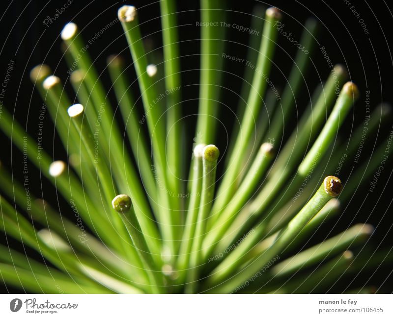 fairy sceptre Green Black Blur Plant Near Animal Pattern Background picture Beautiful Botany agapanthus Nature Macro (Extreme close-up) Close-up Leaf green