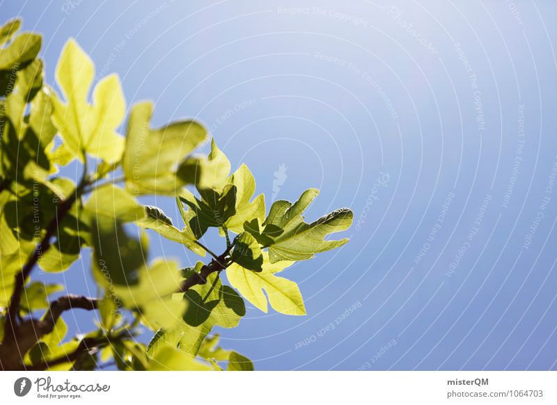 Fig scent. Art Esthetic Blue sky Fig leaf Spain Majorca Green Foliage plant Contrast Beautiful weather Nature Plant Colour photo Subdued colour Exterior shot