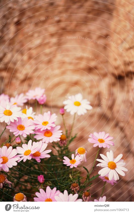 Pink flowers. Nature Esthetic Contentment Bouquet Flower Flowerpot Flower vase Window box Flower shop Wall (barrier) Mediterranean Calm Idyll Colour photo