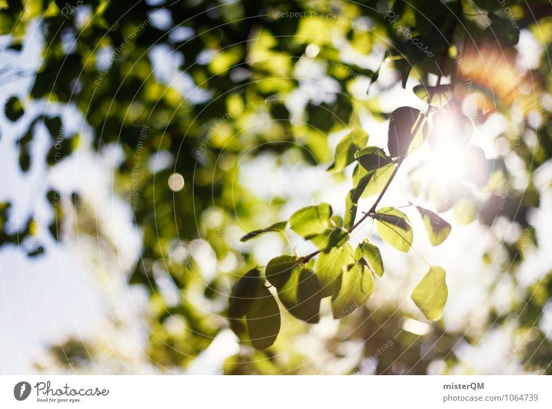 Deciduous. Environment Nature Landscape Plant Climate Beautiful weather Esthetic Contentment Exterior shot Treetop Leaf Green Sunlight Sunbeam Summery