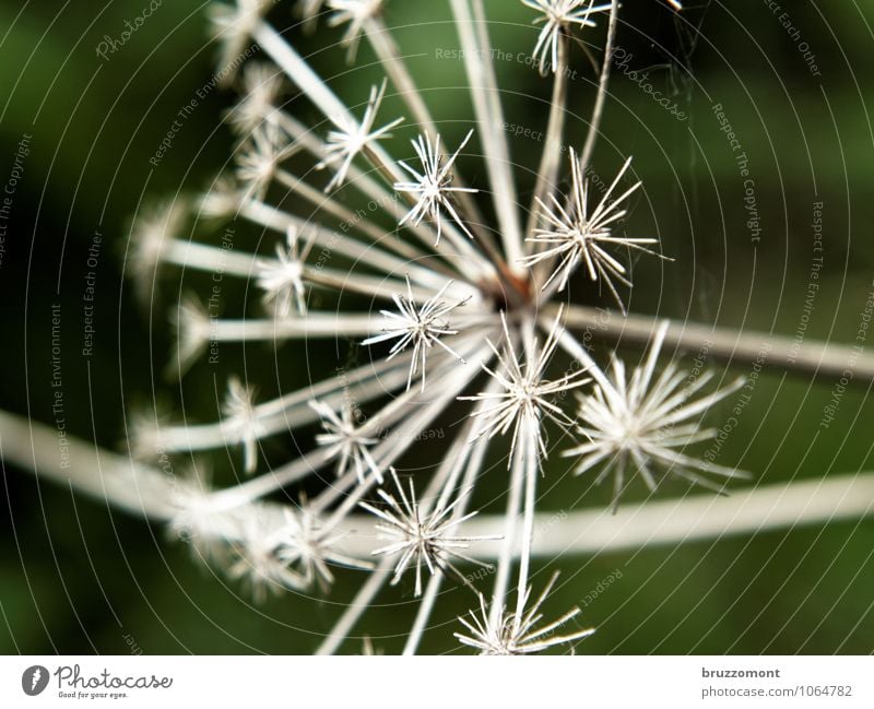 *** Nature Plant Wild plant Point Dry Green Apiaceae Shriveled Faded Seed Autumn Garden Colour photo Subdued colour Exterior shot Deserted Copy Space left