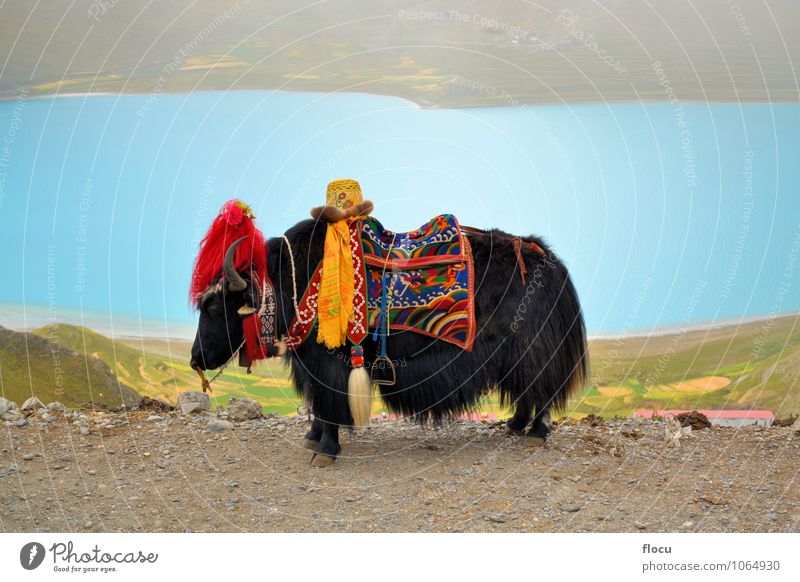 Tibetan Yak at Namtso Lake near Lhasa Vacation & Travel Nature Park Tradition high landscape mountain natural snow tourism Chinese spiritual Asia China sky blue