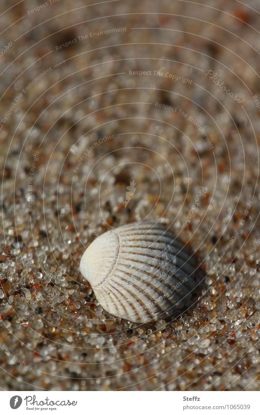 a mussel shell in warm sand at the Baltic Sea Beach Sandy beach Baltic beach Mussel Mussel shell Warm sand Grains of sand Relaxation summer idyll Summer feeling