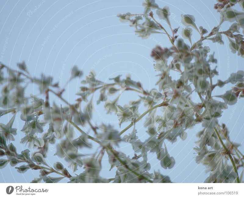 a little closer to heaven Flower Plant Green White Branchage Blossom Blur Sky blue Growth Autumn Brilliant Beautiful Delicate Graceful Blue knotweed Wild animal