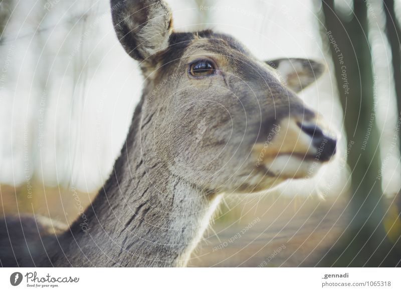 Bambi Animal Wild animal Roe deer Elegant Friendliness Beautiful Animalistic Eyes Captured Pelt Brown Snout Colour photo Deserted Copy Space left