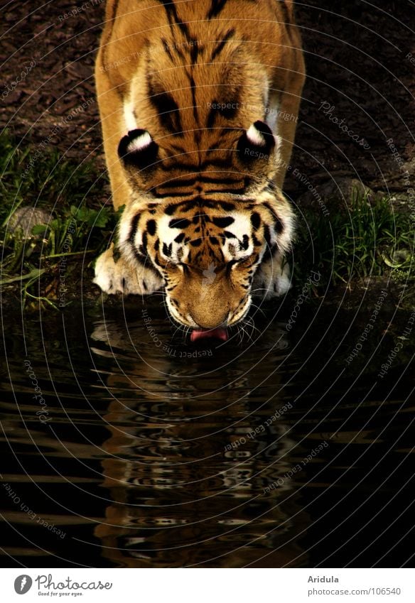 cat thirsty Tiger Cat Drinking Safari Zoo Asia Stripe Animal Mirror Surface of water Mammal Power Force Water Tongue Wild animal Coast Thirst