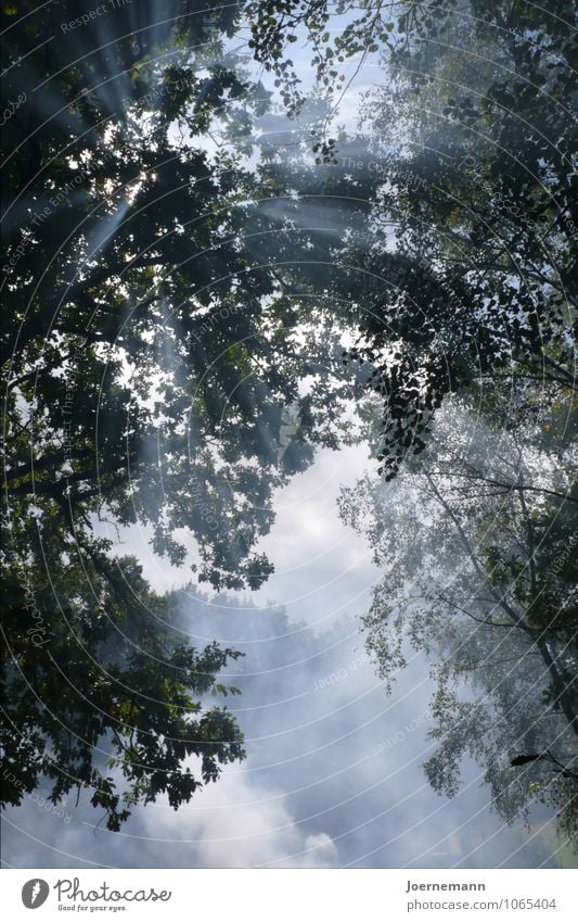 sun branches Nature Air Sky Clouds Sun Sunlight Summer Beautiful weather Tree Forest Illuminate Growth Friendliness Glittering Warmth Soft Blue Happy