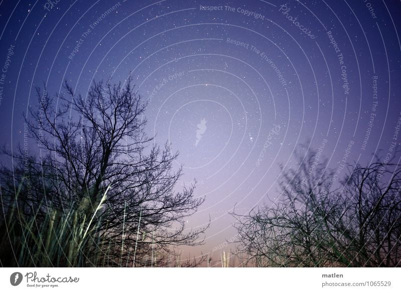 The sky over Berlin Environment Nature Sky Cloudless sky Stars Weather Beautiful weather Tree Grass Bushes Blue Brown Black White Common Reed Colour photo