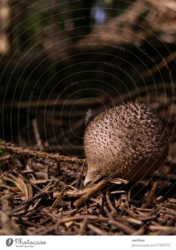 A ??? stands in the woods Forest Dark Woodground Fir needle Trip No idea Emergency doctor Puff-ball Nutrition Leisure and hobbies Autumn Mushroom mushroom pick