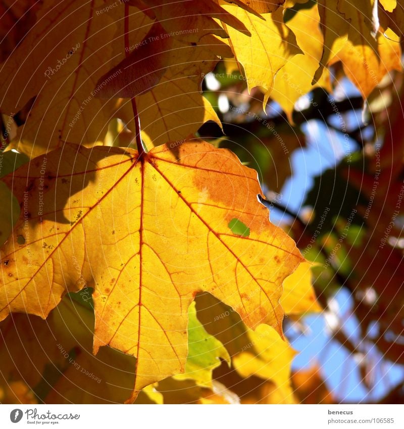 autumn mood Autumn Leaf Autumn leaves Maple tree Maple leaf Tree September Light Moody Lighting Yellow Transience Vessel maple Bright backlit Orange Blue