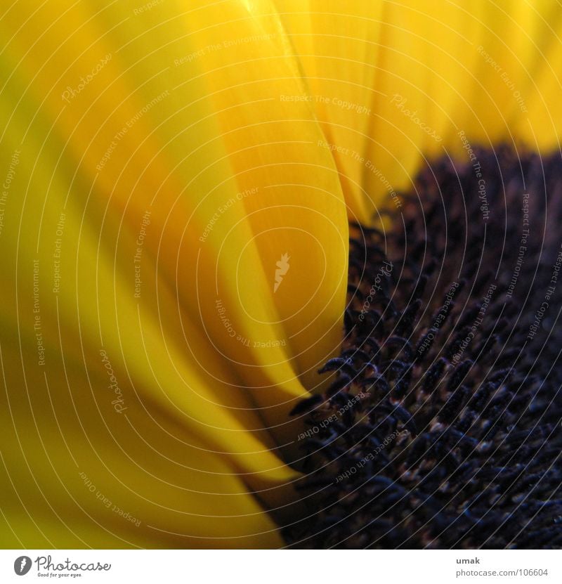 yellow Sunflower Yellow Black Blossom Autumn Macro (Extreme close-up) Indian Summer sun rose black-yellow Detail early autumn