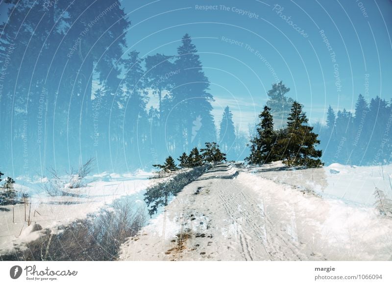 Imaginary winter landscape with traces Vacation & Travel Winter Snow Winter vacation Winter sports Nature Landscape Sky Sunlight Climate Beautiful weather Ice