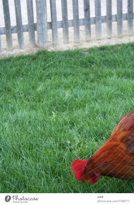 fast food in the green Barn fowl Rooster Fence Grass Farm Bird fryers chicken mc nuggets chickenburger mc Chicken Crispy chicken chicken wrap to go