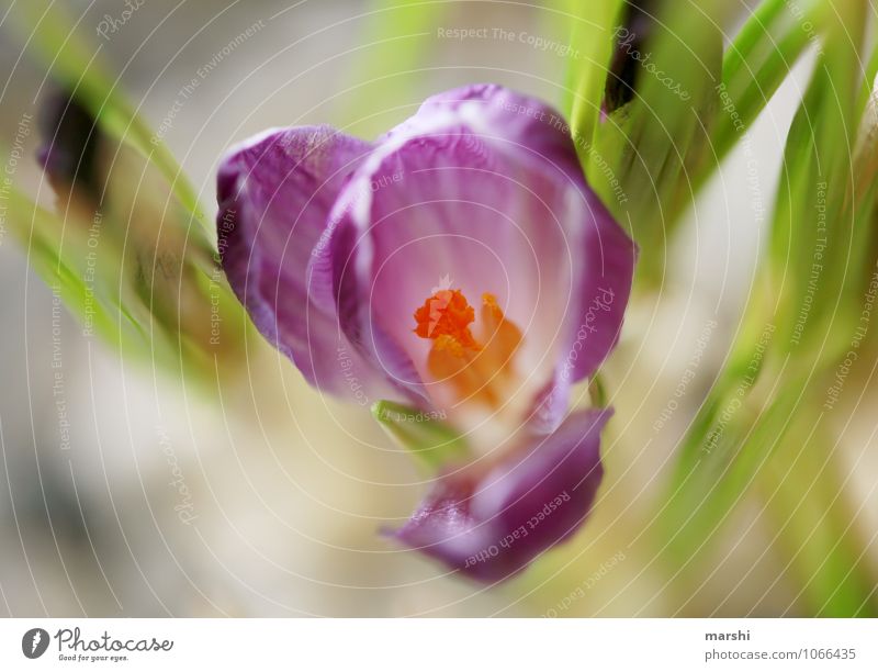 crocus Nature Plant Green Crocus Blossom leave Flowering plant Shallow depth of field Violet Spring fever Colour photo Exterior shot Close-up Detail