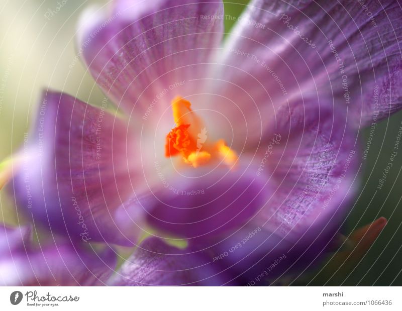 spring awakening Nature Plant Moody Crocus Spring fever Blossoming Violet Bud Flowering plant Pistil Blur Garden Colour photo Exterior shot Close-up Detail