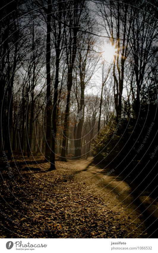 forest path Sun Winter Nature Landscape Plant Sunlight Beautiful weather Tree Forest Lanes & trails Esthetic Bright Warmth Calm Dortmund Mood lighting The Ruhr