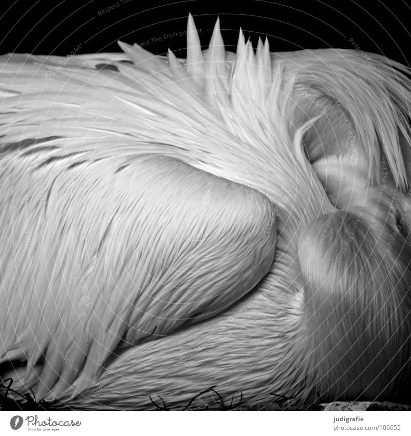 pelican Bird Pelican Web-footed birds Feather Beak Calm Sleep Soft Grief Beautiful Captured Animal Zoo Black & white photo waterfowl Wing Shadow Sadness Elegant