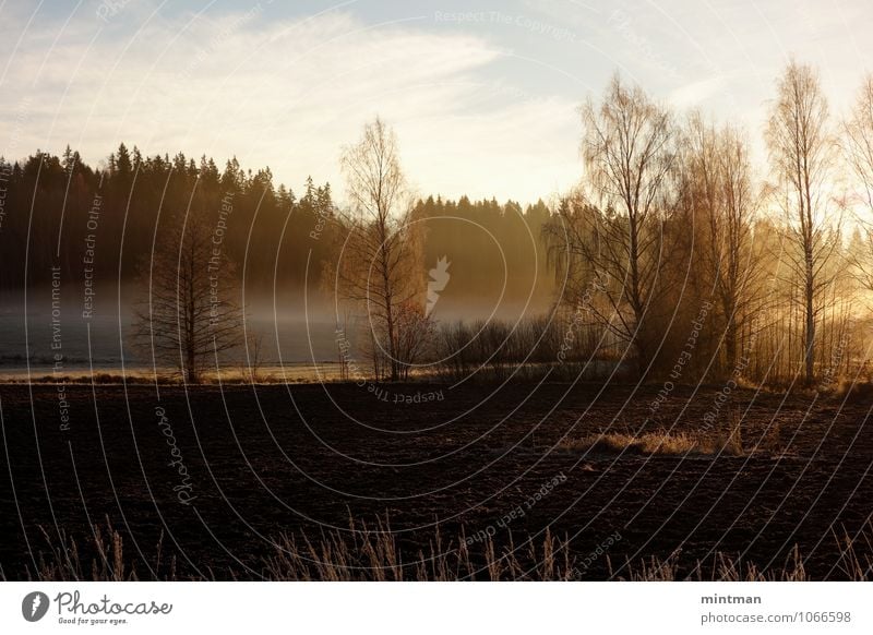 A foggy wintermorning Nature Landscape Earth Sky Clouds Sun Sunrise Sunset Sunlight Winter Tree Field Forest Relaxation Colour photo Exterior shot Deserted