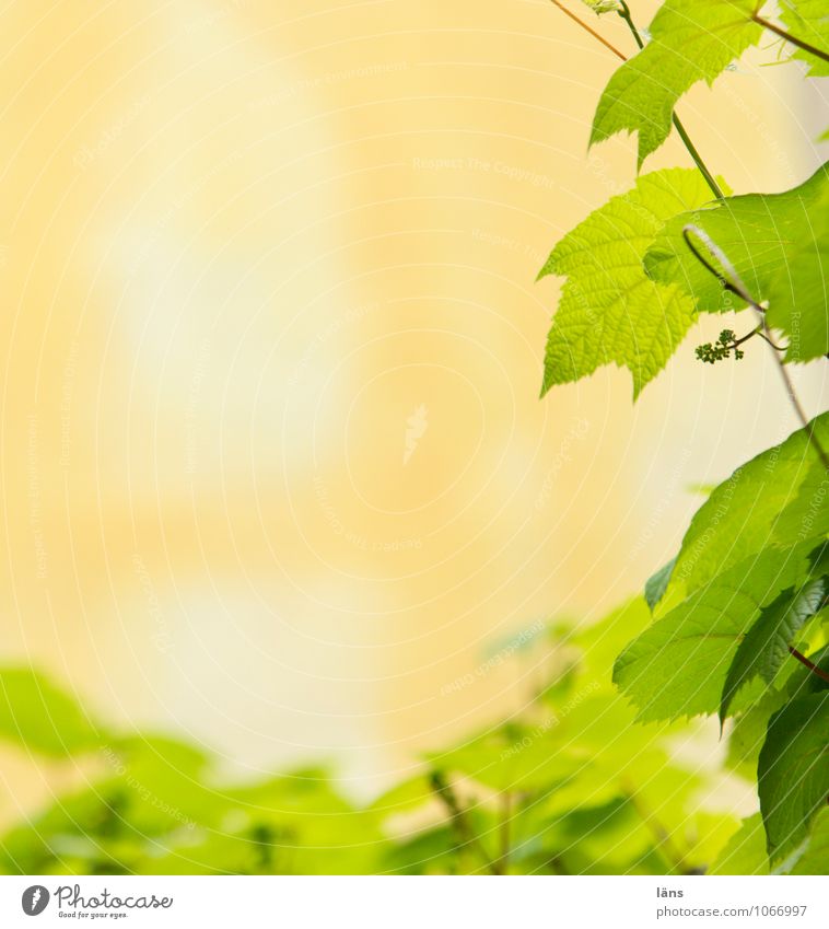 green wave Nature Summer Plant Leaf Vine leaf Downtown Green Orange Exterior shot Deserted Copy Space left Copy Space top Sunlight