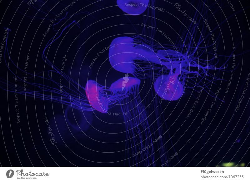 Jellyfish photo twelve Fish Zoo Aquarium Flock Swimming & Bathing Dive Blue Violet String Lamp Brilliant Play of colours Colour palette Blaze of colour