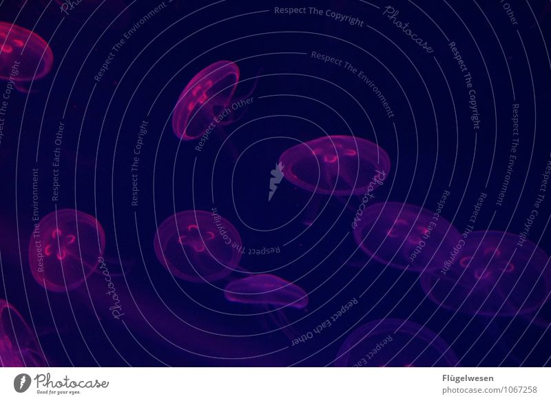 Jellyfish photo five Animal Fish Zoo Aquarium Herd Flock Swimming & Bathing Violet Anguish Living thing Illuminate Neon sign Candlestick Luminosity