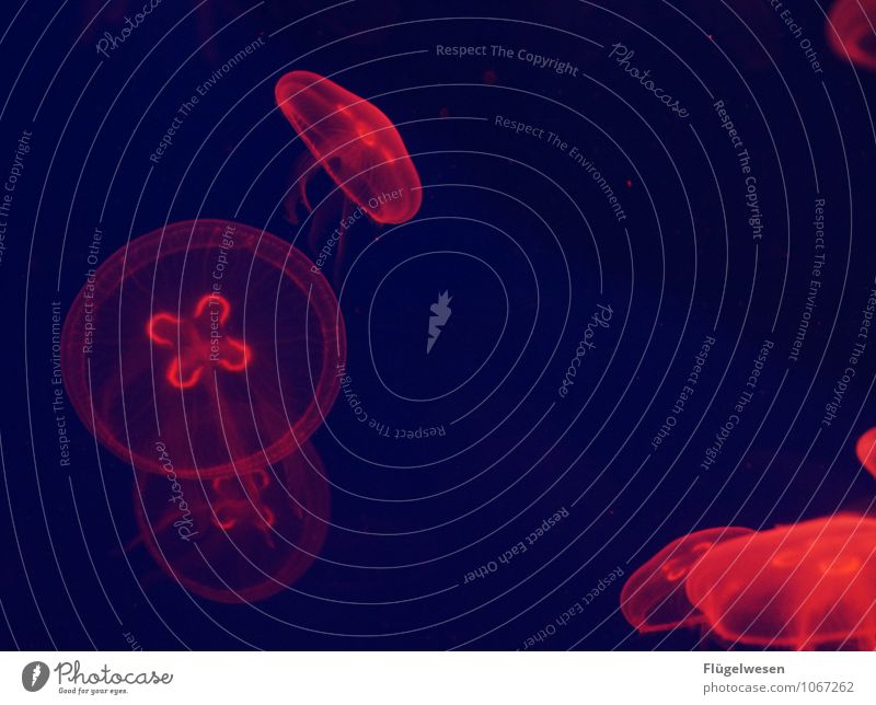 Jellyfish photo two Animal Group of animals Flock Water Swimming & Bathing Fish Aquarium Dye Lamp Red light Flare Lighting Illuminate Bright Colours