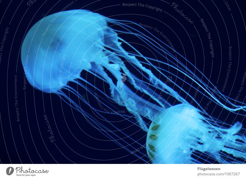 Jellyfish photo seven Fish Zoo Aquarium 2 Animal Flock Swimming & Bathing Dye Play of colours Colour Blaze of colour Colour palette Light (Natural Phenomenon)