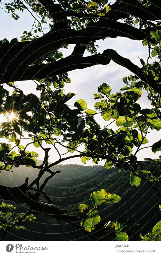 simply natural Leaf Forest Green Black Branch Sky Mountain Tree trunk siliuette Contrast Blue Summer