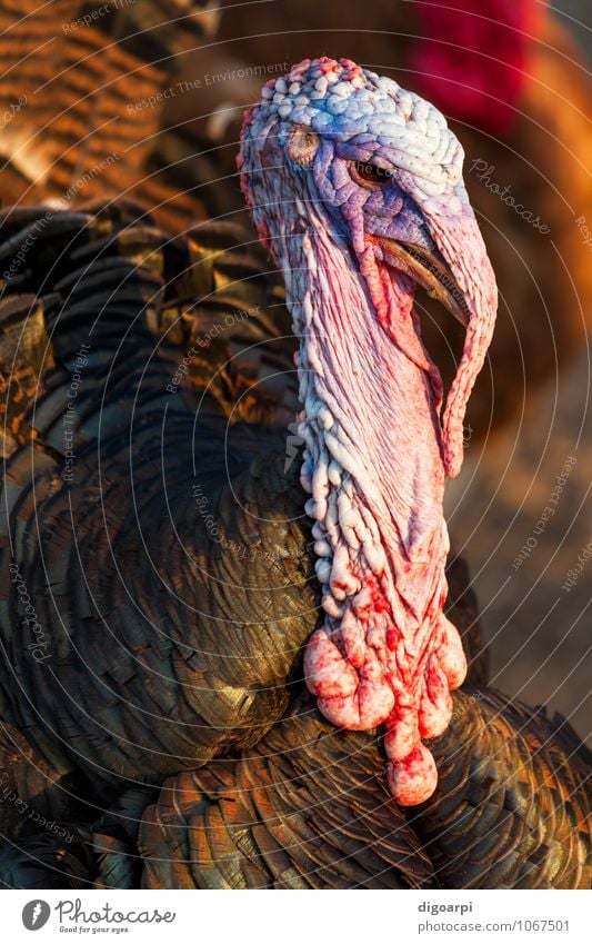 Turkey portrait Meat Thanksgiving Nature Animal Beard Farm animal Bird 1 Blue Red Black Colour aves avian Beak brilliant Rooster creasy Crest Feather fleshy