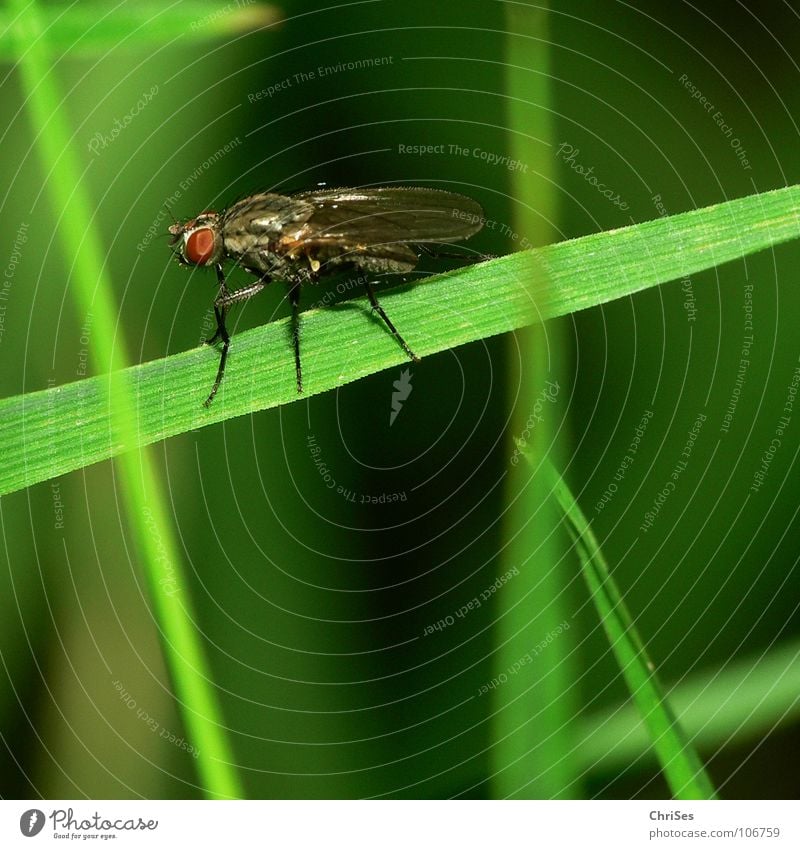 Ready to go; the common housefly ( Musca domestica) Fly Grass Green Insect Blur Summer Dipterous Disgust Animal Plant Northern Forest Fear Panic