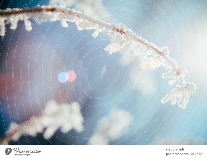 icy times Nature Plant Sky Winter Beautiful weather Ice Frost Snow Garden Park Cold Blue White Ice crystal Hoar frost Delicate Lens flare Glare effect