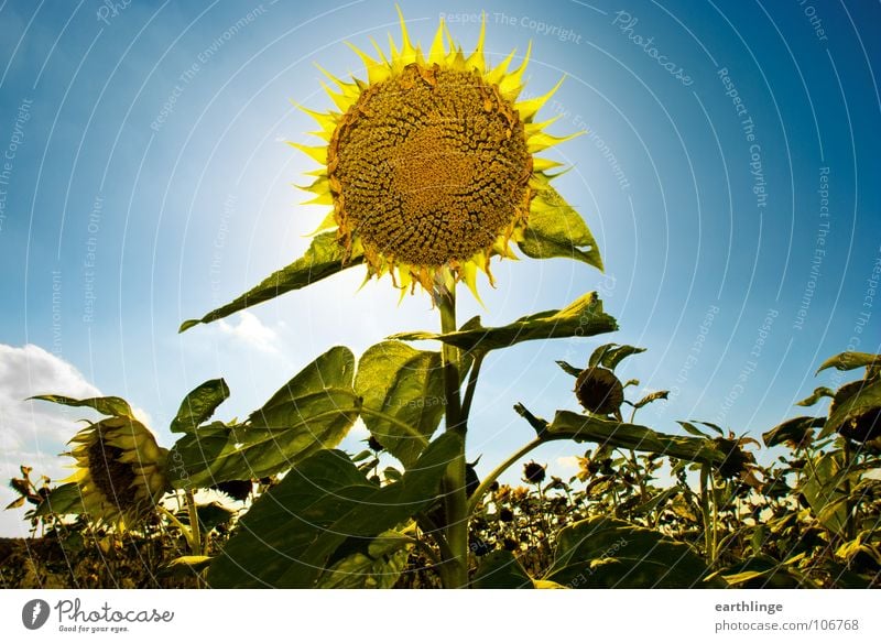 double sun Sunflower Summer Flower Yellow Green Back-light Sublime Positive Clouds Landscape format Braunschweig Field Plant Transience Multiple Deserted