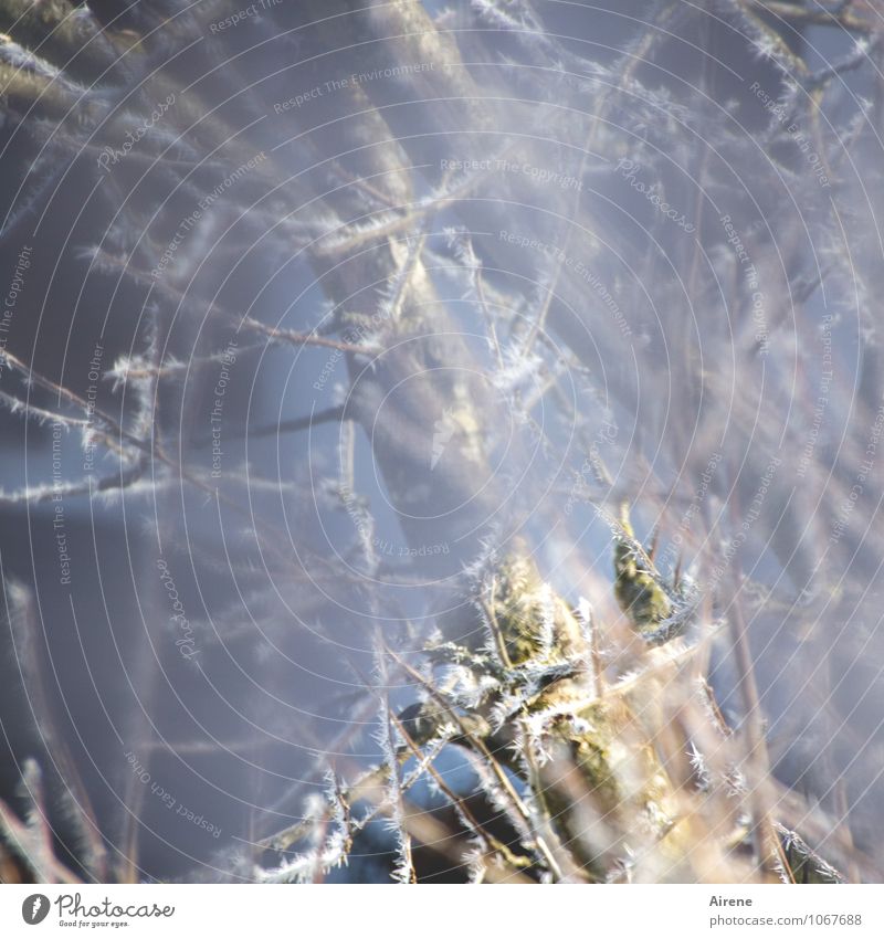 Veilful Plant Winter Ice Frost Snow Tree Twigs and branches Garden Vail Drape Tulle Ice crystal Cold Soft Blue Gold White Complex Envelop blur Unclear