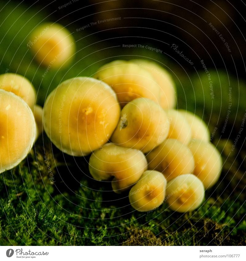 Mushrooms Moss Spore Lichen Nature Multiple Accumulation Bulb Mushroom cap Lamella Environment Plant Botany Autumn Autumnal Ecological mycology Symbiosis Detail