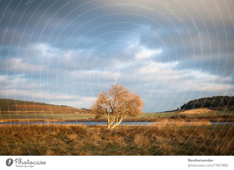 Trash 2015 | Evening Light Nature Landscape Sky Clouds Storm clouds Autumn Tree Grass Meadow Pond Lake Hiking Natural Blue Brown Calm Idyll Willow tree